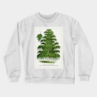 Weeping Birch Tree lithograph (1900) Crewneck Sweatshirt